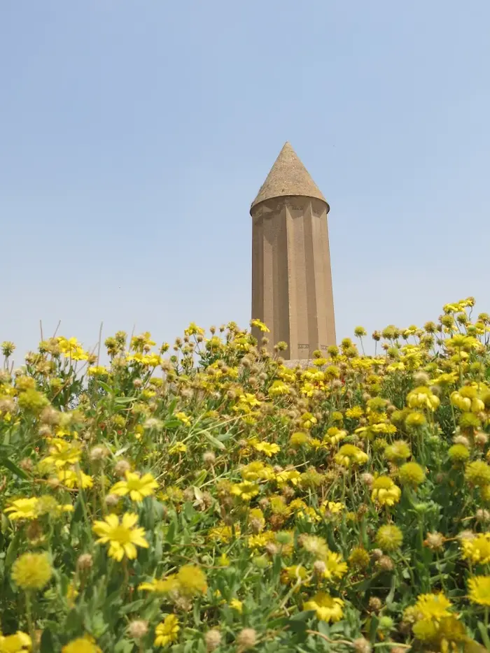 گل های زیبای زرد در اطراف برج قابوس 1254285795