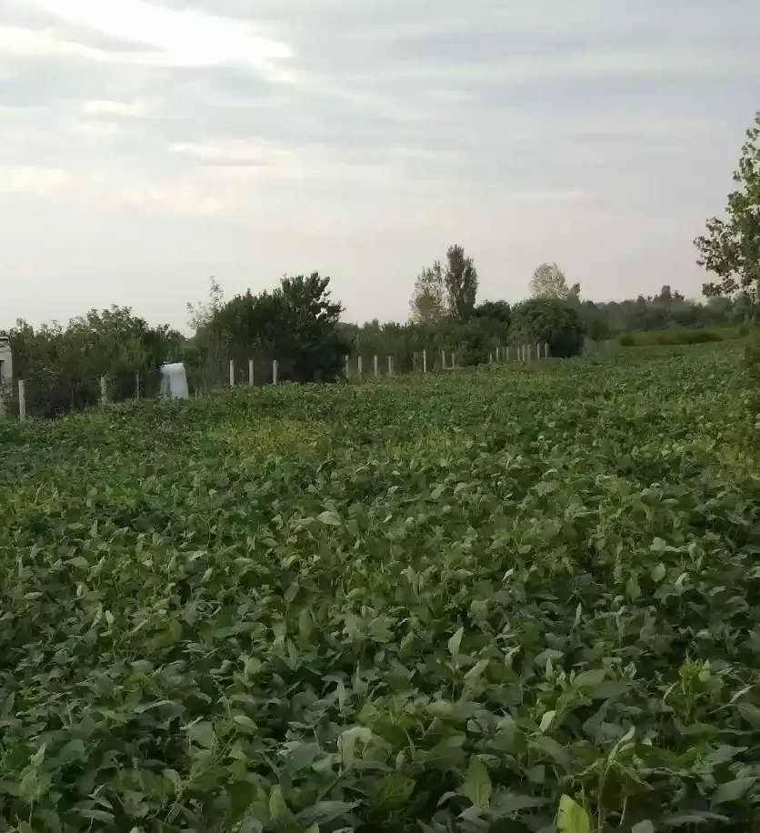 محصولات زراعی در زمین باغی در کردکوی