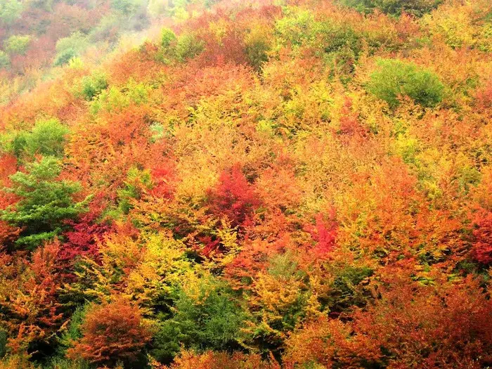 پاییز رنگی جنگل ناهارخوران 46587464