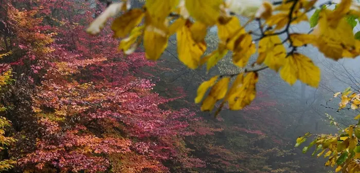برگ های پاییزی قرمز و زرد رنگ در النگدره 87454