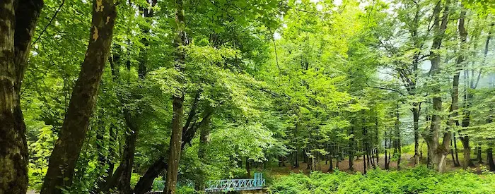 جنگل زیبا و سرسبز وطنای شهر بندر گز 465844