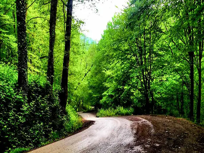 جنگل سرسبز در روز بارانی در روستای طرح وطنا در شهر بندر گز 56416