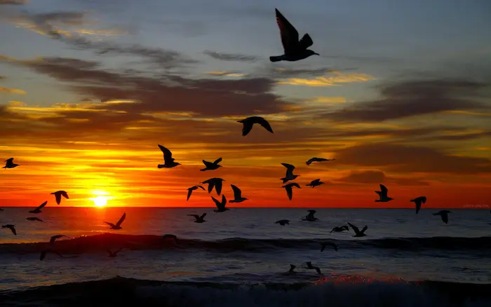 جزیره آشوراده و پرواز پرندگان در غروب آفتاب 457784678