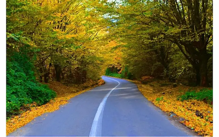 درختان پاییزی در کنار جاده آسفالت شده جنگل نرگسی یکی از جاهای دیدنی بندرگز ، و سوال اینکه سفر به بندرگز یا بندر ترکمن؟ 84764896709458645