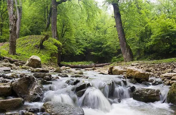 چشمه خروشان در کنار درختان سرسبز بلند قامت در شهرستان آزادشهر 487560845748