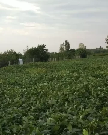 محوطه سرسبز زمین باغی در کردکوی